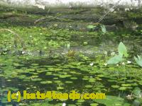 /home//u458753944/public_html/sourcegallery//Frogs/More bullfrogs/P7251191.JPG